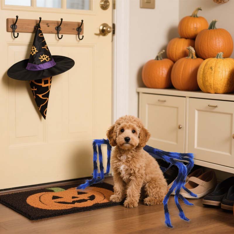 🕷️ Halloween Pet Spider Costume