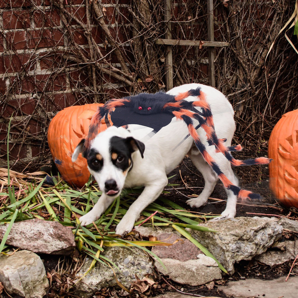 🕷️ Halloween Pet Spider Costume