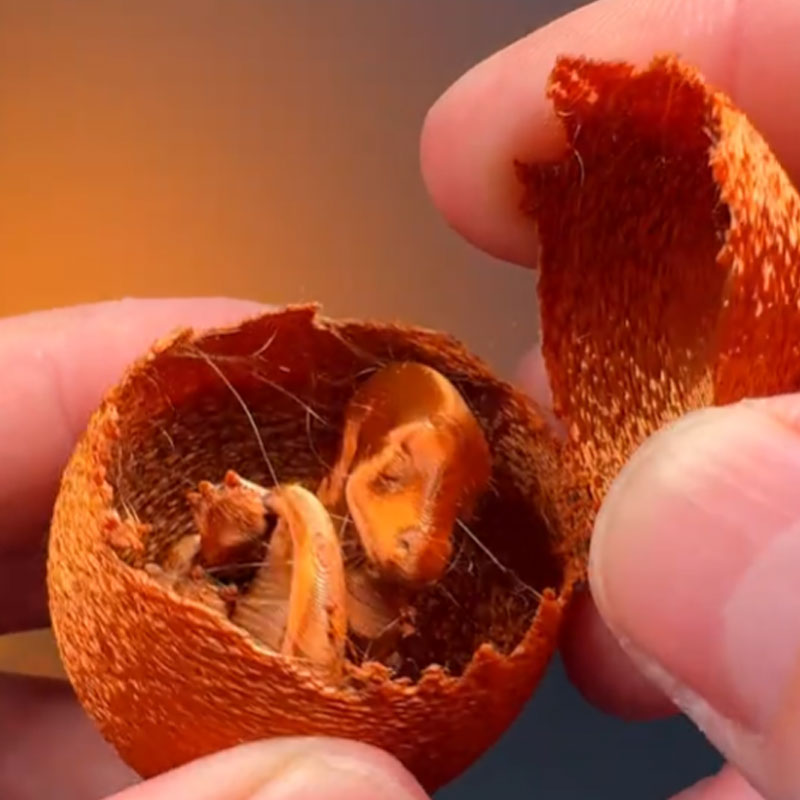 Easter gift 🎁 - Hatching dinosaur eggs 🥚🦖